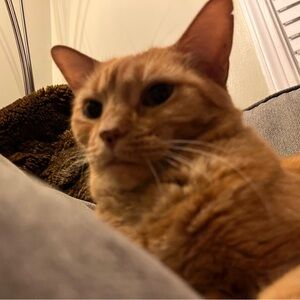 Meet your Posher, Joe